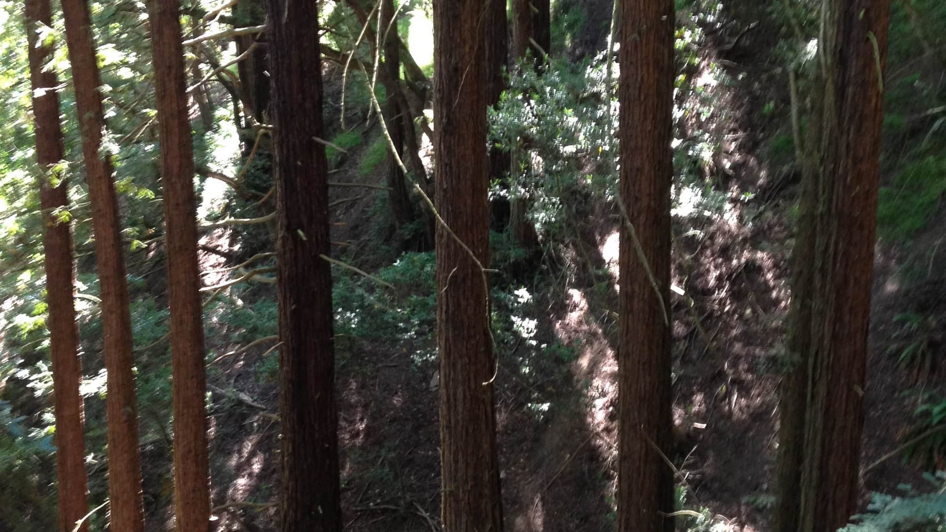 This photo shows strong trees growing together in a grove, in community with each other.
