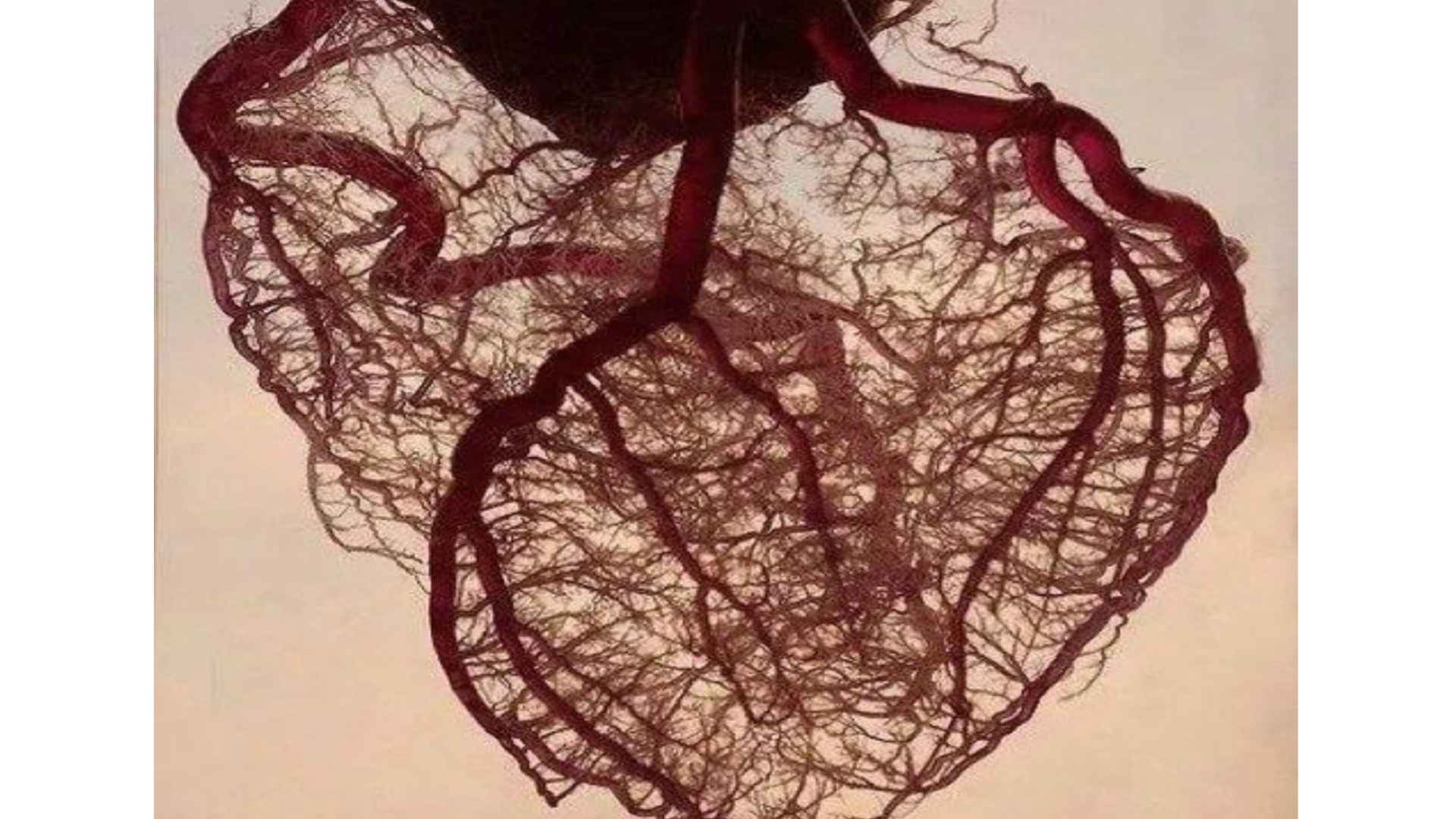 Image of a heart whose vein and arteries is represented as a tree root