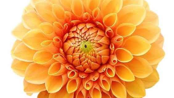Photo of a Dahlia flower