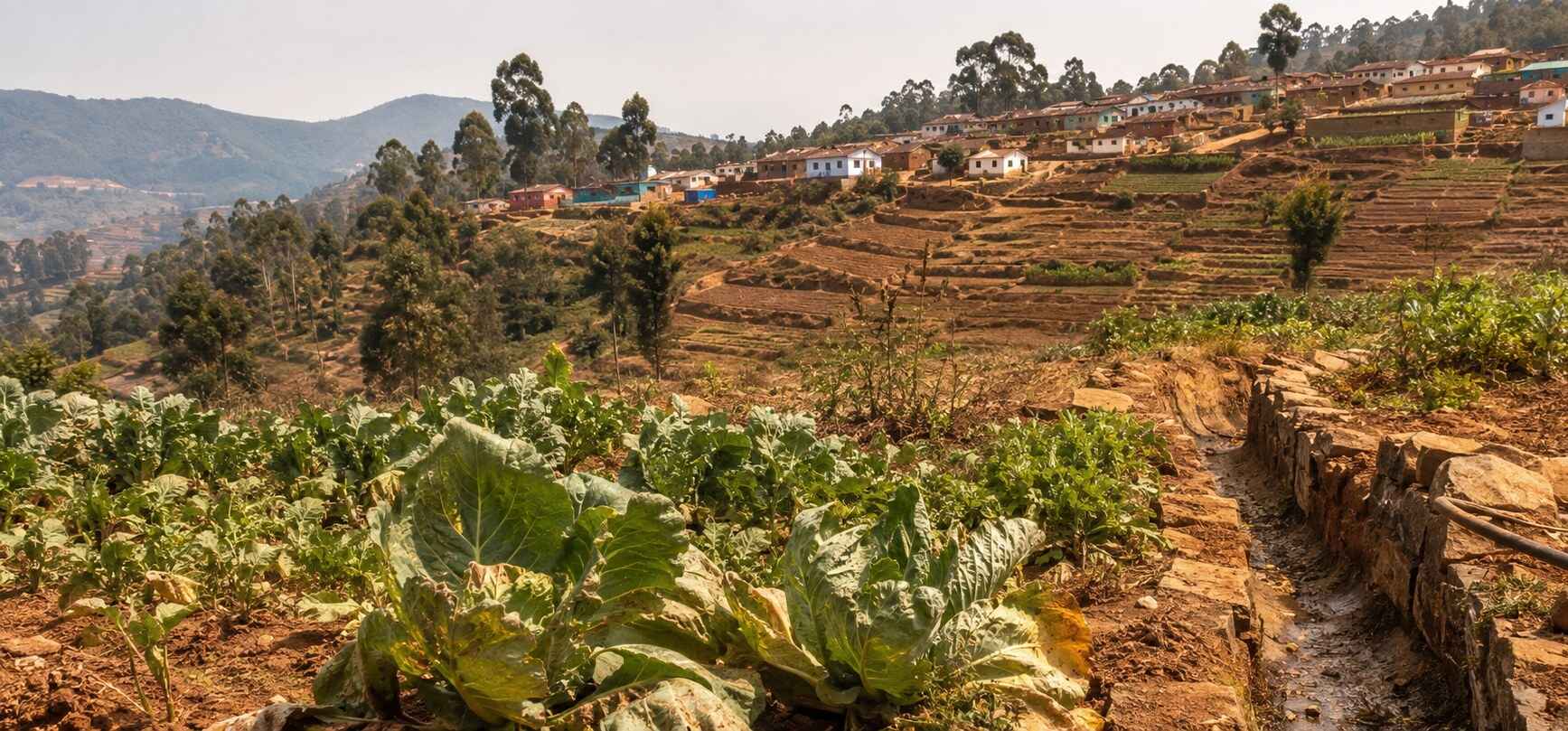 Heat-stressed cabbage plants grow beside a nearly dry irrigation channel, with brown terraced fields, hillside homes, and the hazy Nilgiri Hills in the distance.