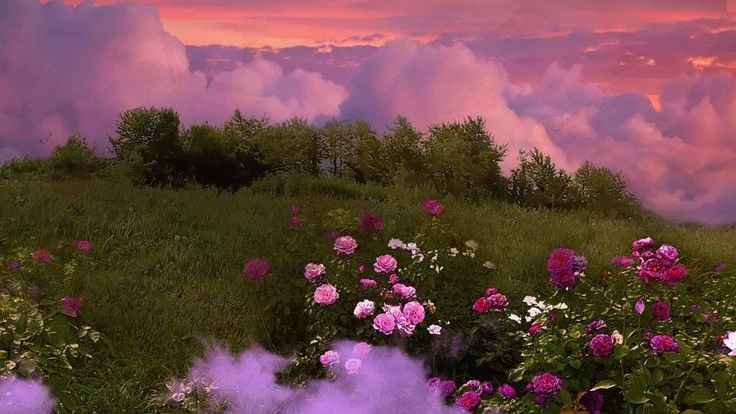 Flowers Girls Empowerment