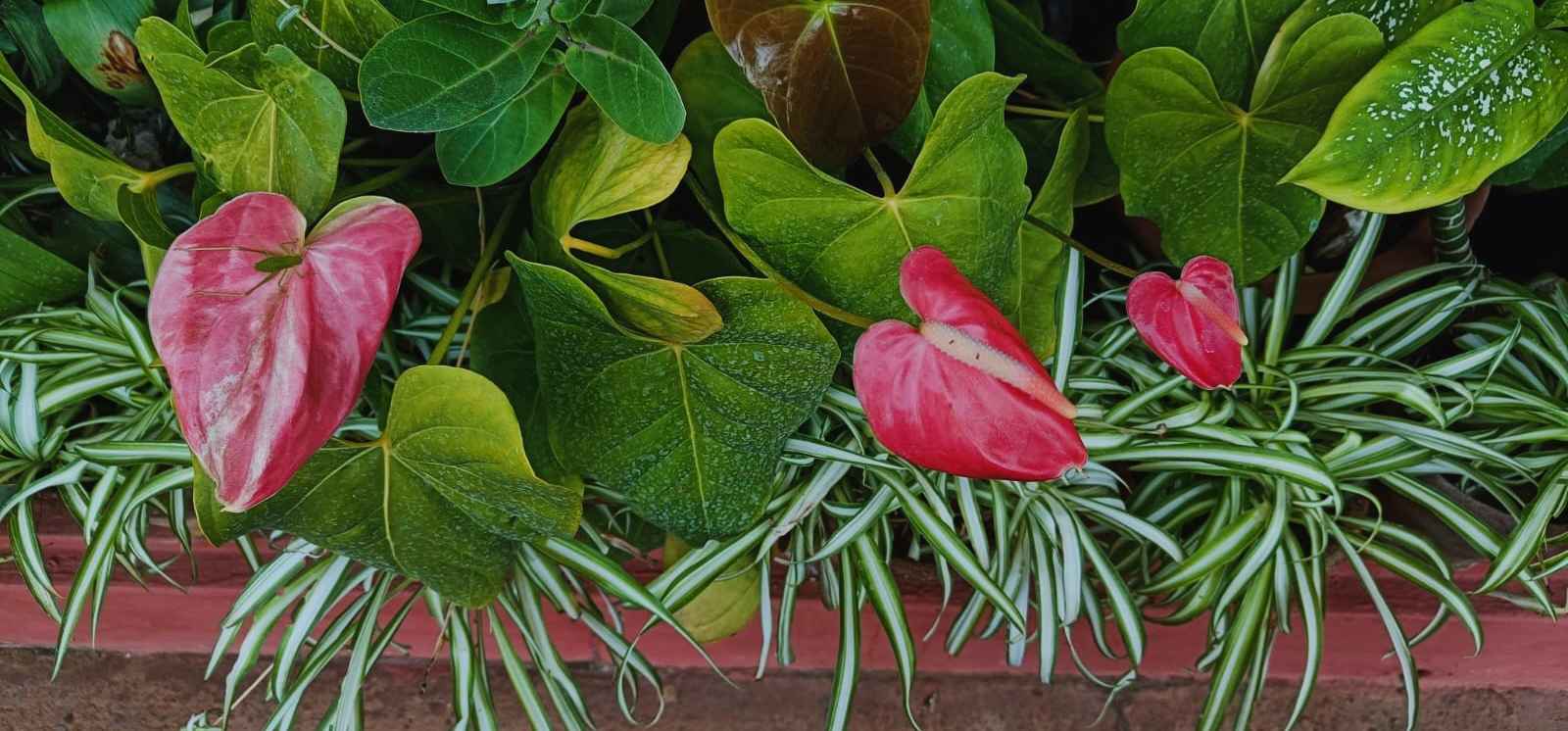 A wide image showing a lush, healthy plant with wide green leaves and pink flowers.