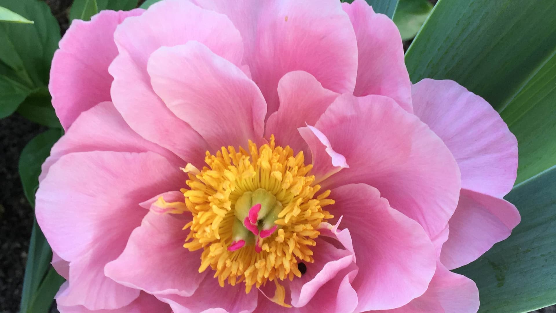 The centre of a rose