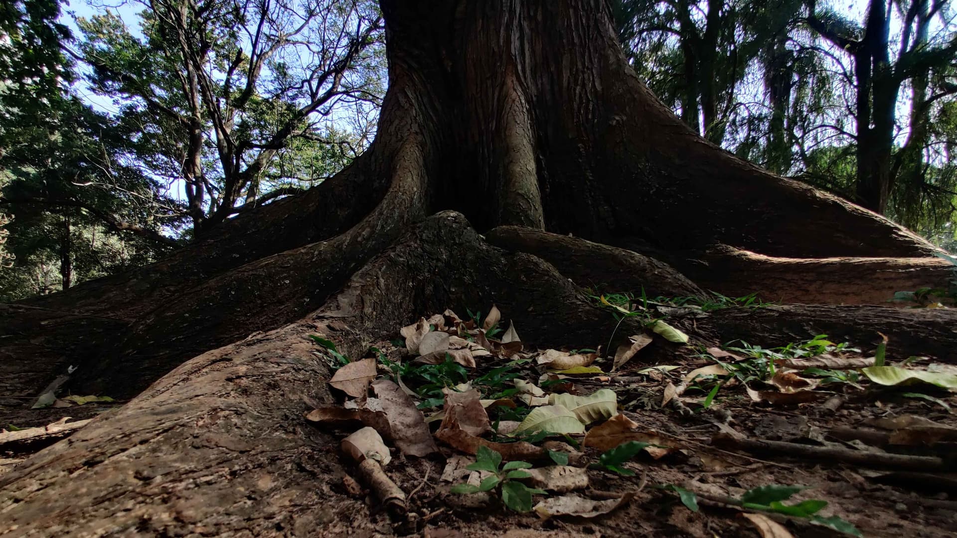 The bottom half of a tree trunk with roots and some leaves on the ground between the roots.