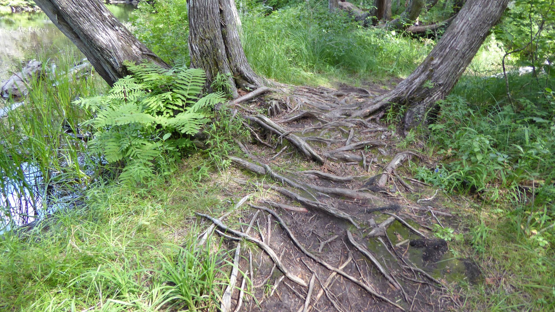 The interweaving of the roots of three trees signifying our interwoven lives and the chance to support each other.