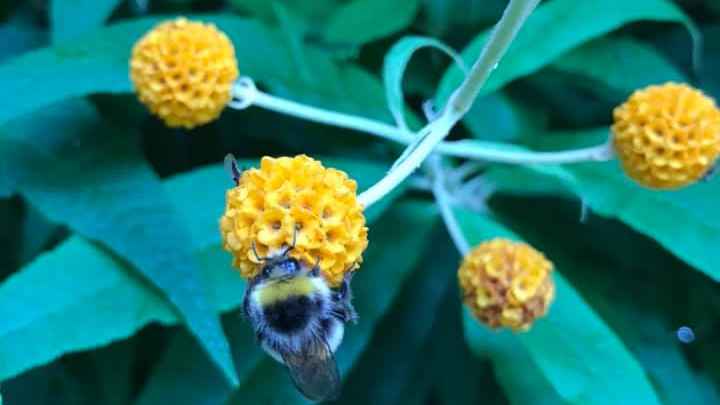 A bee on some yellow flower with green leaves