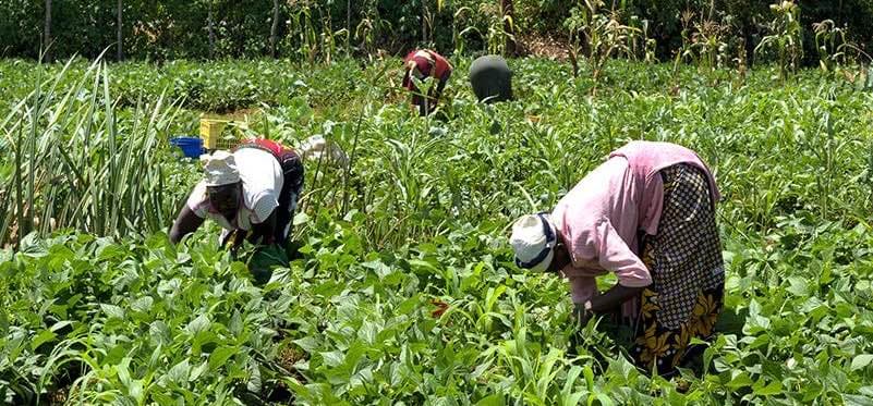 A group of rural women working together in a lush green farm. Some are bent over tending crops, while others are visible farther into the field. The image highlights the physical labour, collaboration, and resilience of women in agriculture.