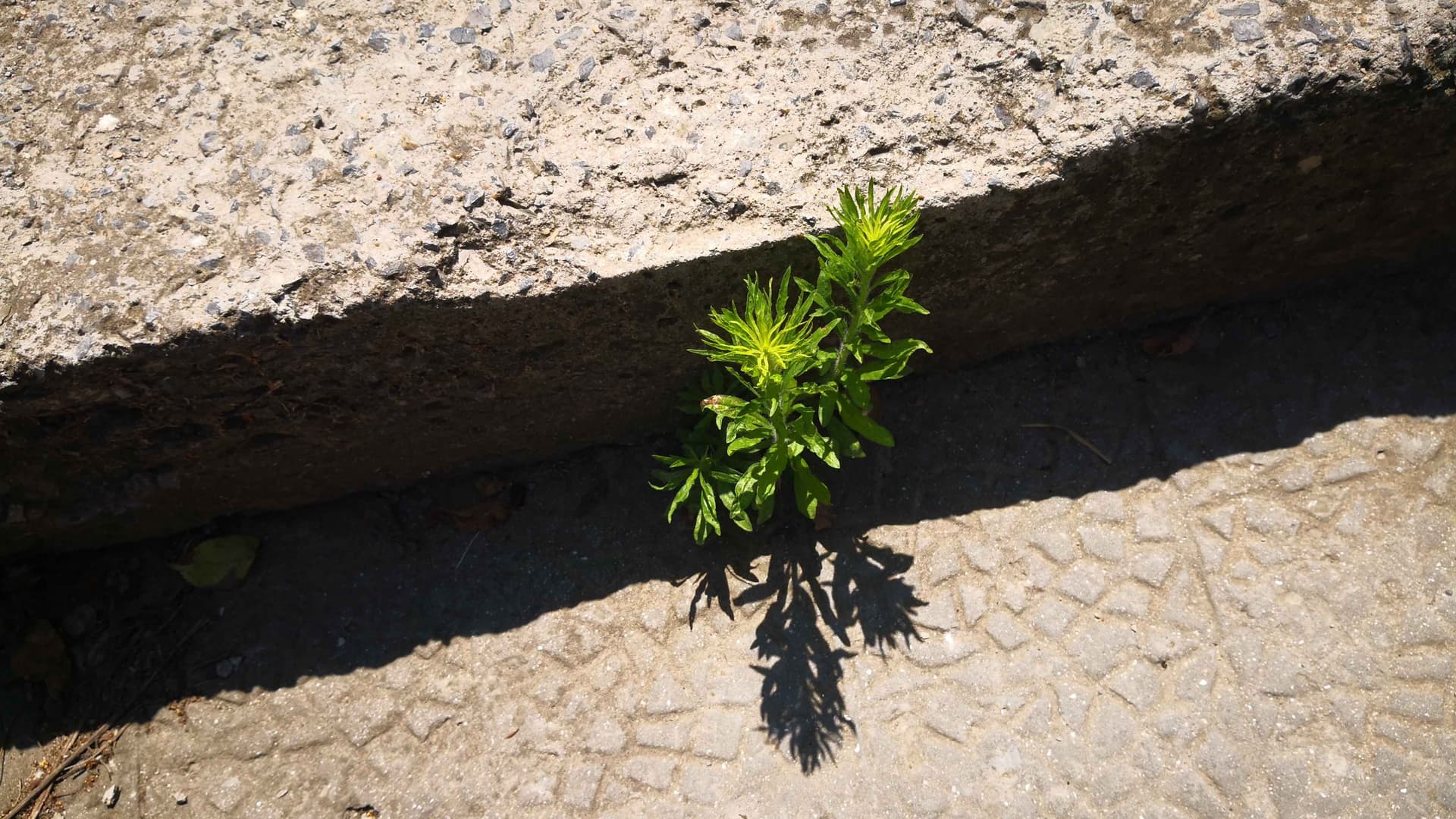 A plant sprouting from cracked concrete