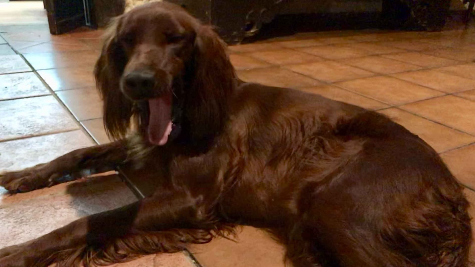 Yawning dog