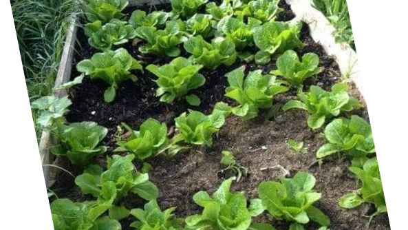 This is a vegetable garden grown from fowl pup and food waste. The idea is to ensure that each house hold owns a green garden. No matter where we leave ( on high rising buildings or bungalows),a green garden can be made