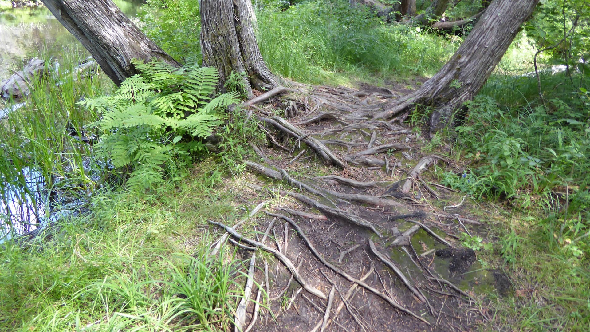 Trees with roots intertwined