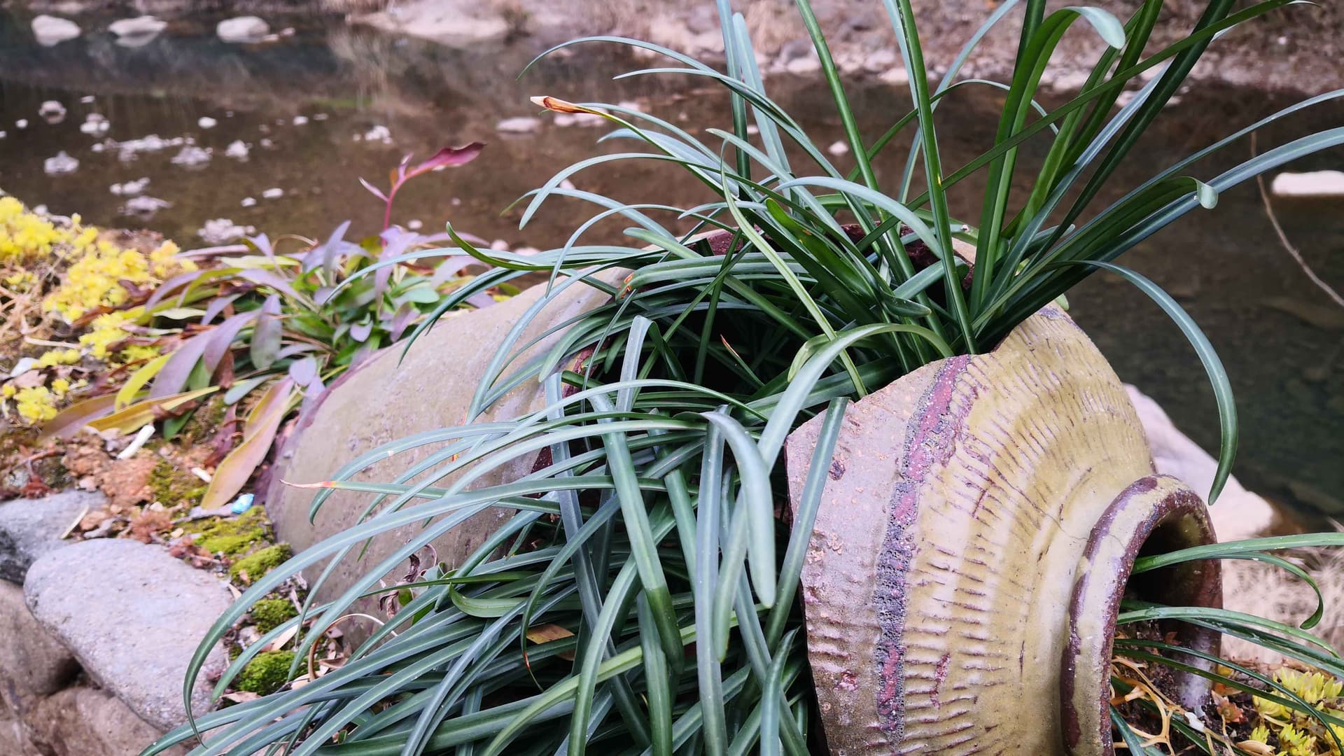 Plants sprouting from a broken pot