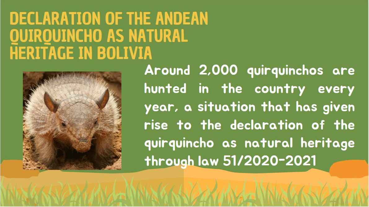 Canva design that has the graphic of a quirquincho and information about it