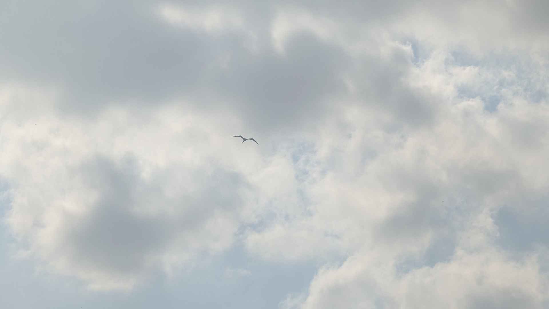 Birds in the sky
