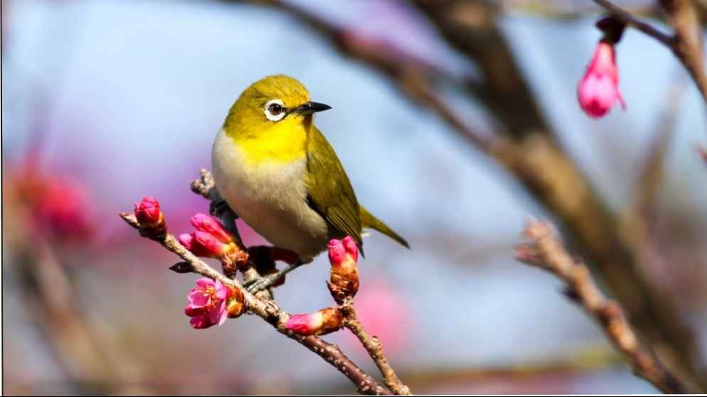 A beautiful bird on a budding tree branch